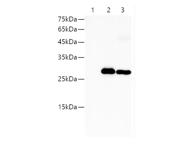 IP Result of293F cells transfected with HA-Tag fusion protein,using anti-HA-Tag rabbit polyclonal antibody. lane 1: rabbit IgG Isotype Control,Lane 2:input, Lane 3: anti-HA-Tag rabbit antibody