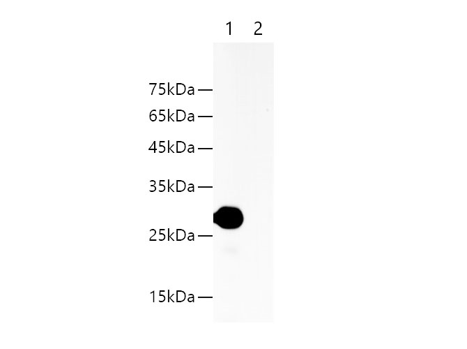 Western blotting with Anti-HA rabbit polyclonal antibody at dilution of 1:1000. Lane1: HA tag transfected HEK 293 whole cell lysate, Lane2: HEK 293  whole cell lysate
