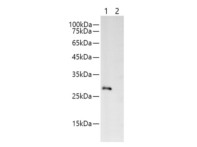 Western blotting with Anti-MYC rabbit polyclonal antibody at dilution of 1:1000.Lane1: MYC tag transfected HEK 293 whole cell lysate, Lane2: HEK 293 whole cell lysate