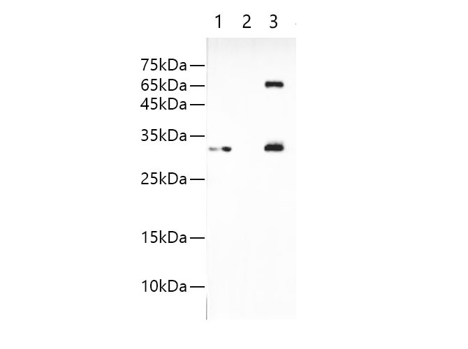 IP Result of 293F cells transfected with FLAG-Tag fusion protein,using anti-FLAG-Tag rabbit antibody . Lane 1:input, lane 2: rabbit IgG Isotype Control, Lane 3: anti-FLAG-Tag rabbit antibody