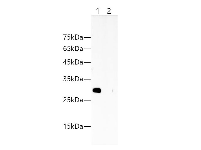 Western blotting with Anti-FLAG rabbit polyclonal antibody at dilution of 1:1000.Lane1: FLAG tag transfected HEK 293 whole cell lysate, Lane2: HEK 293 whole cell lysate
