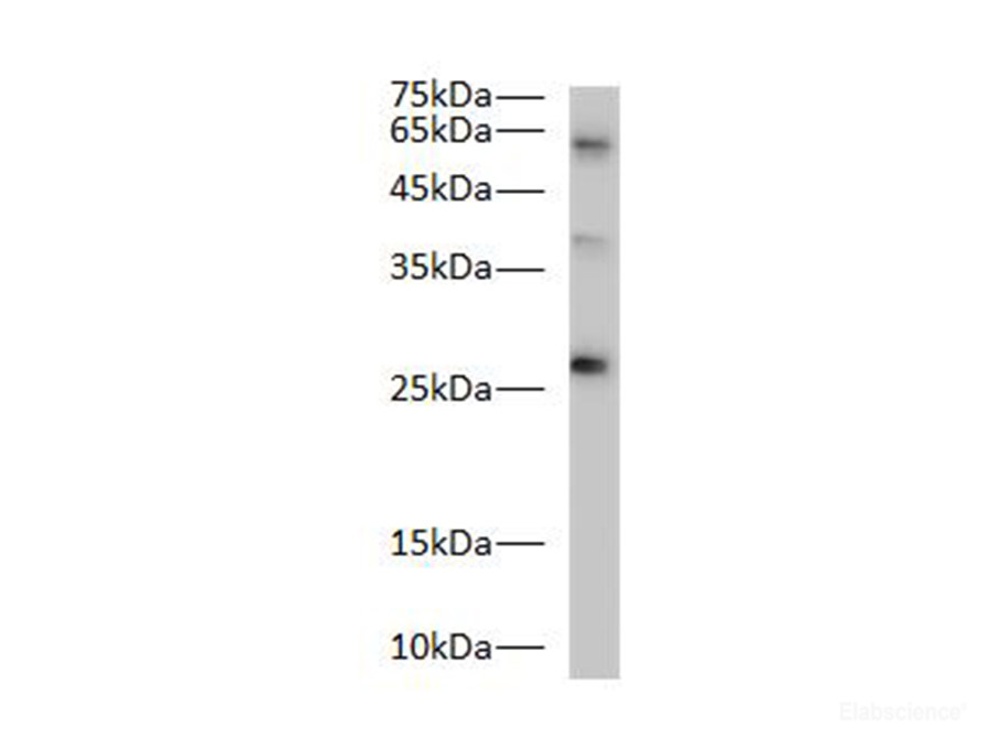 Western blot of Zebrafish whole lysates with anti-BCL-2 rabbit polyclonal antibody at dilution of 1:1000.