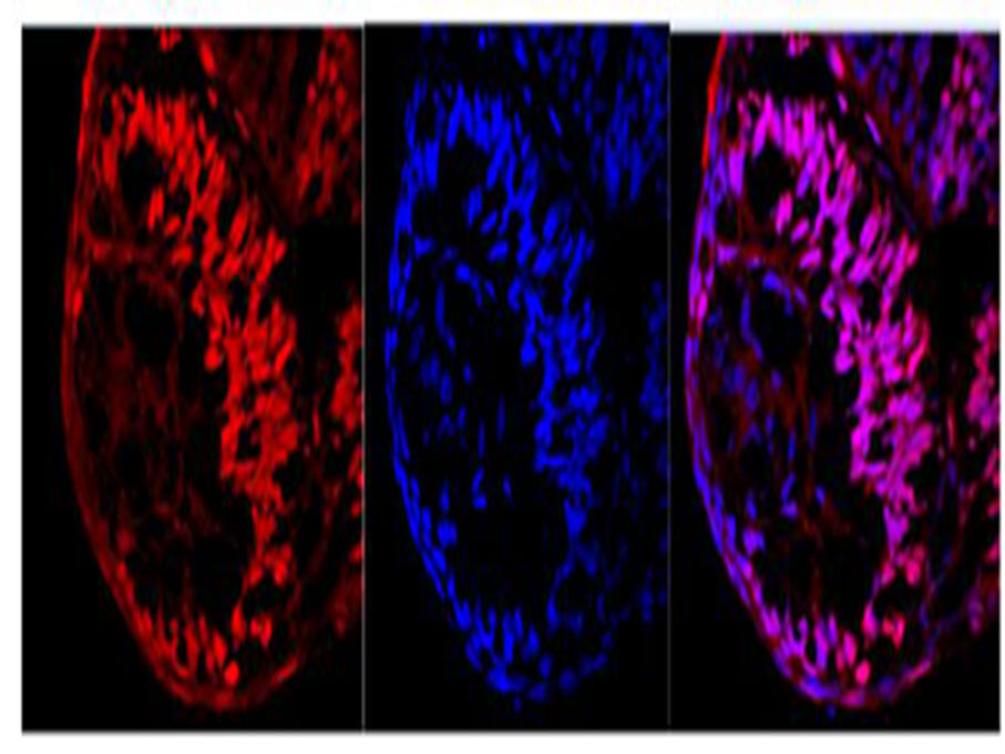 Immunofluorescence of Zebrafish eyeball with anti Ki67 Polyclonal Antibody at dilution of 1:100.
