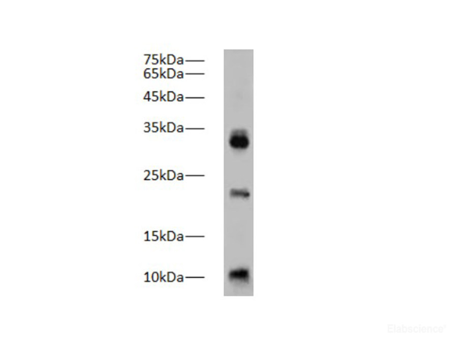 Western blot of Zebrafish whole lysates with anti-Caspase-1 rabbit polyclonal antibody at dilution of 1:1000.