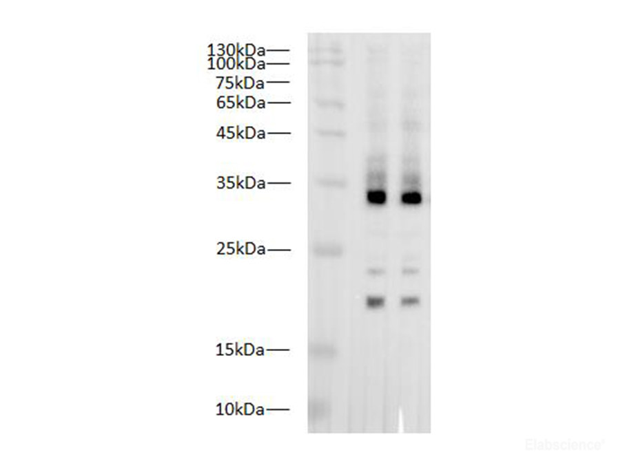 Western blot of Zebrafish whole lysates with anti-IL1β polyclonal antibody at dilution of 1:1000.
