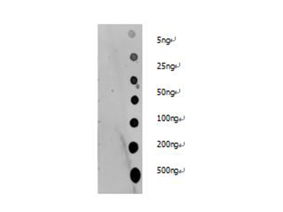 Dot blotting analysis of Pan Acetyl-Lysine polyclonal antibody on unmodified BSA and acetylated BSA at dilution of 1:2000.
