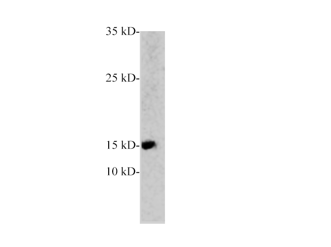 Western blot of Zebrafish whole lysates with anti-PCT rabbit polyclonal antibody at dilution of 1:1000.