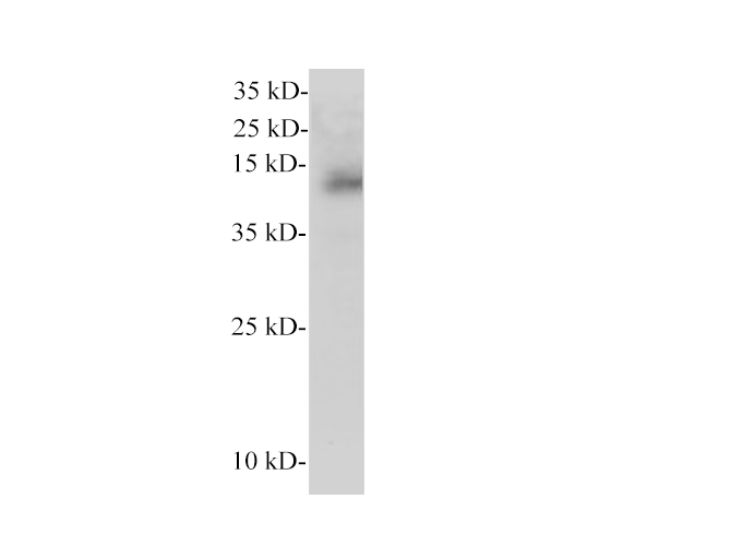Western blot of Zebrafish whole lysates with anti-CEPT1 rabbit polyclonal antibody at dilution of 1:1000.