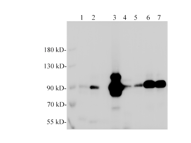 Western blotting of anti-Gelsolin polyclonal antibody at dilution of 1:1000. Lane1: Hela, Lane2: A549, Lane3: MCF7, Lane4:PC-12, Lane5: Mouse spleen, Lane6: Rat lung, Lane7: Mouse lung