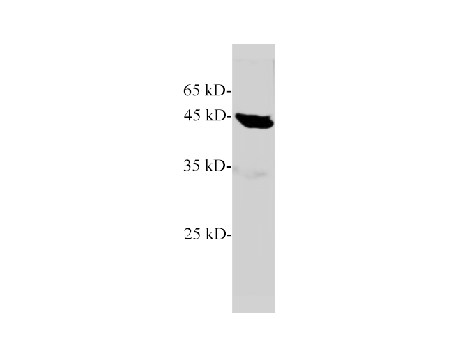 Western blot of Mouse brain with EPT1 polyclonal antibody at dilution of 1:500.