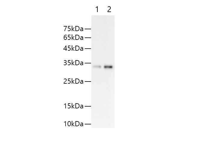 Western blot of Trx protein with anti-Trx polyclonal antibody at dilution of 1:5000. Lane 1 : Recombinant Trx protein at 6.25ng; Lane 2 : Recombinant Trx protein at 12.5ng