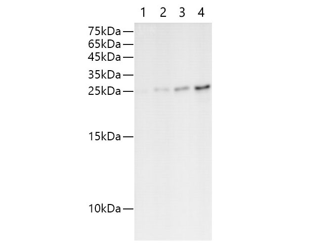 Western blot of Sumo-tag fusion protein with anti-Sumo polyclonal antibody at dilution of 1:1000. Lane 1 : Recombinant SUMO protein at 6.25ng; Lane 2 : Recombinant SUMO protein at 12.5ng; Lane 3: Recombinant SUMO protein at 25ng; Lane 4: Recombinant SUMO protein at 50ng