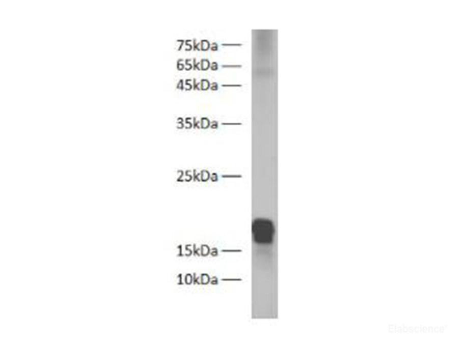 Western blot of Zebrafish whole lysates with anti-H2A rabbit polyclonal antibody at dilution of 1:1000.