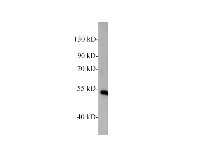 Western blot of Zebrafish whole lysates with anti-NF-KB rabbit polyclonal antibody at dilution of 1:1000.