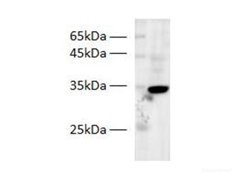 Western blot of Zebrafish whole lysates with anti-PPP1R3G rabbit polyclonal antibody at dilution of 1:500.