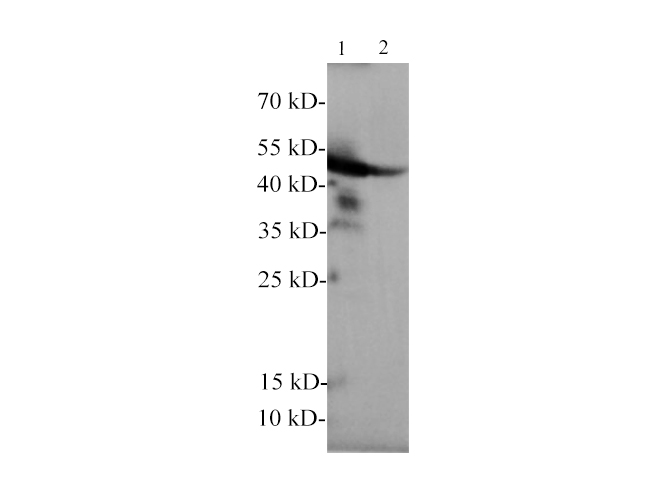 Western blotting with anti-GFAP polyclonal Antibody at dilution of 1:1000. Lane 1: Rat brain lysate, lane 2: Mouse brain lysate.