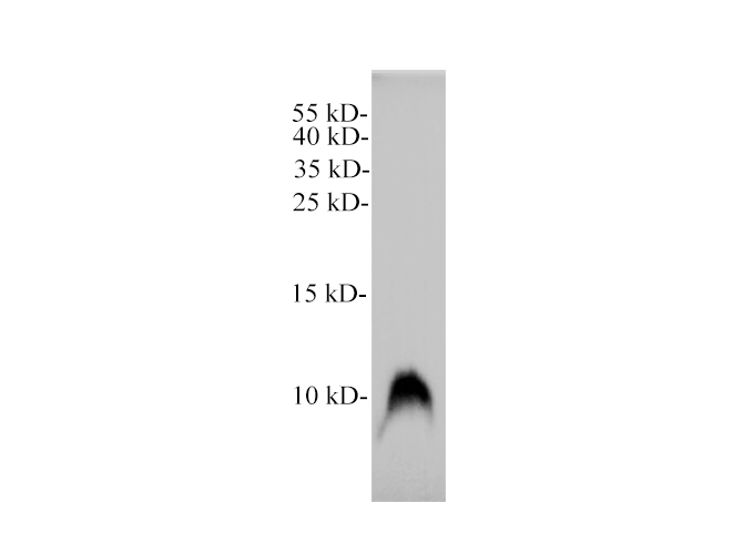 Western blot of Rat testis with CXCL4 polyclonal antibody at 1:1000 dilution.