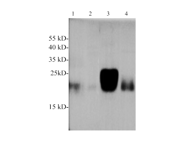 Western blotting with anti-Glutathione Peroxidase 1 polyclonal antibody at dilution of 1:1000. Lane 1: THP-1 cell lysate, Lane 2: 293T cell lysate, lane 3: Rat liver lysate, lane 4: Mouse brain lysate.