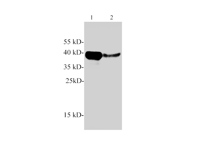 Western blotting with anti-Arginase 1 polyclonal antibody at dilution of 1:1000. Lane 1: Mouse liver lysate, Lane 2: Rat liver lysate.