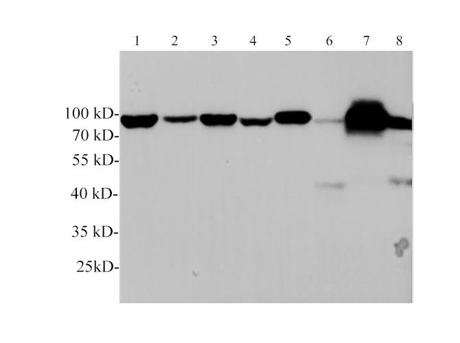 Western blotting with anti-GRP78 polyclonal antibody at dilution of 1:1000. Lane 1: Hela cell lysate, Lane 2: Jurkat cell lysate, lane 3: MCF-7 cell lysate, Lane 4: Mouse lung lysate, Lane 5: Mouse liver lysate,  Lane 6: Rat lung  lysate,  Lane 7: Rat liver  lysate,  Lane 8: Rat small intestine lysate.