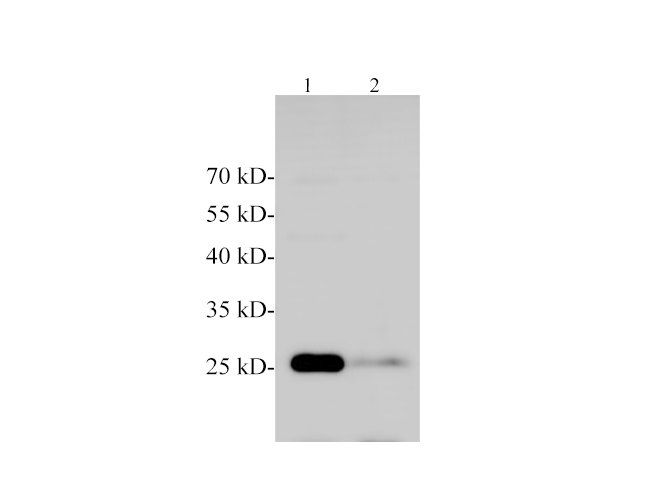 Western blotting with anti-MOG polyclonal antibody at dilution of 1:1000. Lane 1: Mouse brain lysate, Lane 2: Rat brain lysate.