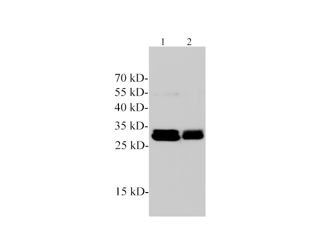 Western blotting with anti-DnaseⅠ polyclonal antibody at dilution of 1:1000. Lane 1: MCF-7 cell lysate, Lane 2: Hela cell lysate.