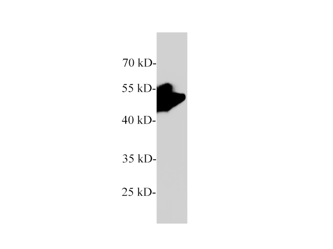 Western blot of Rat pancreas with Pancreatic lipase polyclonal antibody at 1:2000 dilution.