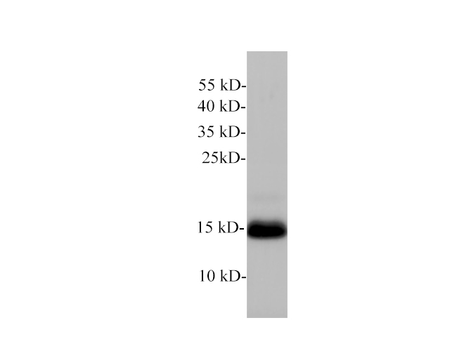 Western blot of Mouse pancreas with anti-Lutropin subunit beta polyclonal antibody at 1:1000 dilution.