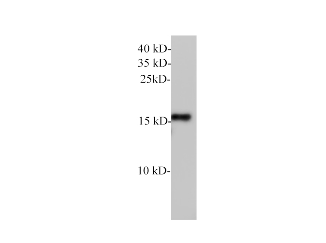 Western blot of Rat pituitary with Lutropin subunit beta polyclonal antibody at 1:1000 dilution.