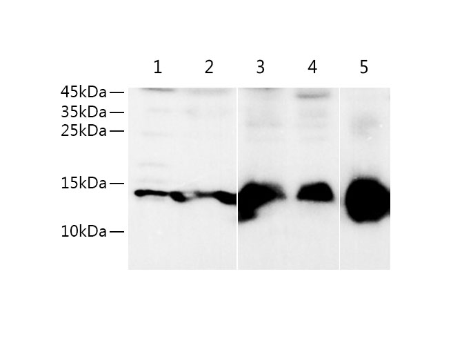 Western blot with Fabp5 Polyclonal antibody at dilution of 1:5000.lane 1: Hela whole cell lysate, lane 2:PC-3 whole cell lysate, lane 3:Mouse placenta,lane 4:Mouse brain,lane 5:Rat Placenta