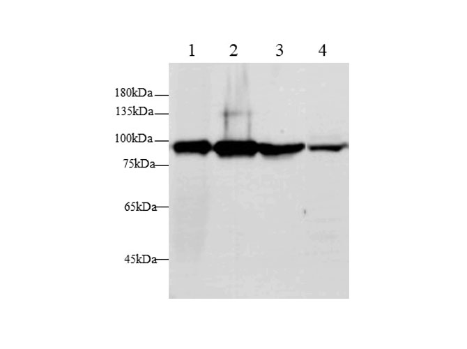 Western blot with GS Polyclonal antibody at dilution of 1:500.lane 1:Human Plasma, lane 2:THP-1 whole cell lysate, lane 3:MCF-7 whole cell lysate,lane 4：A431 whole cell lysate