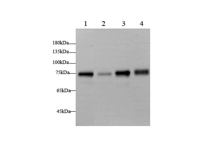 Western blot with BAG3 Polyclonal antibody at dilution of 1:2000.lane 1:Hela whole cell lysate, lane 2:K562 whole cell lysate,lane 3:A431 whole cell lysate,lane 4：Rat heart