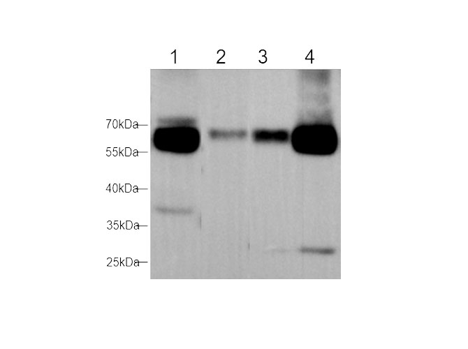 Western blot with Maoa Polyclonal antibody at dilution of 1:1000.lane 1:NIH/3T3 whole cell lysate,lane 2：Mouse brain,lane3：Rat Brian,lane4：Rat heart