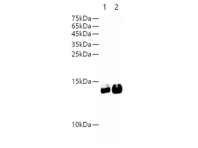 Western blot of AVI-Tag fused recombinant protein (18kDa) with Anti-AVI mouse monoclonal antibody at series dilution.