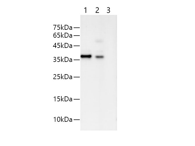 IP Result of  293F cells transfected with His-Tag fusion protein,using anti-His-Tag mouse monoclonal antibody . Lane 1:input,  Lane 2: anti-His-Tag mouse monoclonal antibody, Lane 3: mouse IgG1 Isotype Control