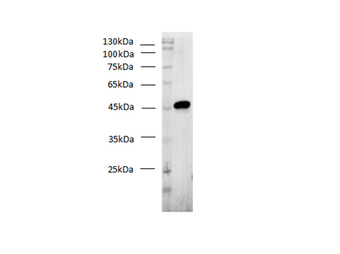 Western blot of His-Tag fused recombinant protein with Anti-His mouse monoclonal antibody at dilution of 1:1000.