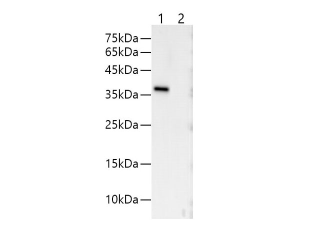 Western blotting with anti-V5-Tag monoclonal antibody at dilution of 1:1000.Lane 1: V5 tag transfected HEK 293 cell lysates, lane 2: HEK 293 whole cell lysate