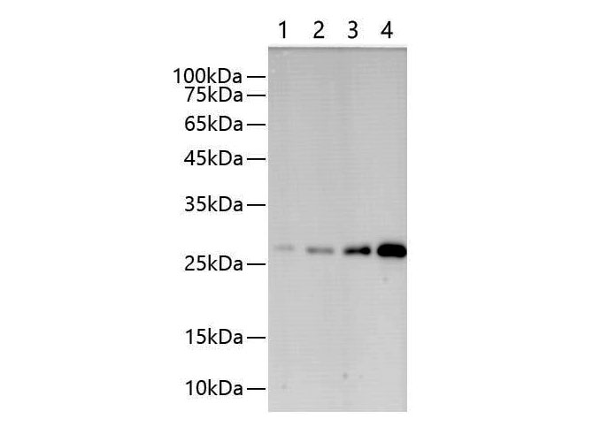 Western blot of GST-Tag fused recombinant proteins with Anti-GST mouse monoclonalantibody at dilution of 1:1000. Lane 1 : Recombinant GST protein at 6.25ng; Lane 2 : Recombinant GST protein at 12.5ng; Lane 3: Recombinant GST protein at 25ng; Lane 4: Recombinant GST protein at 50ng