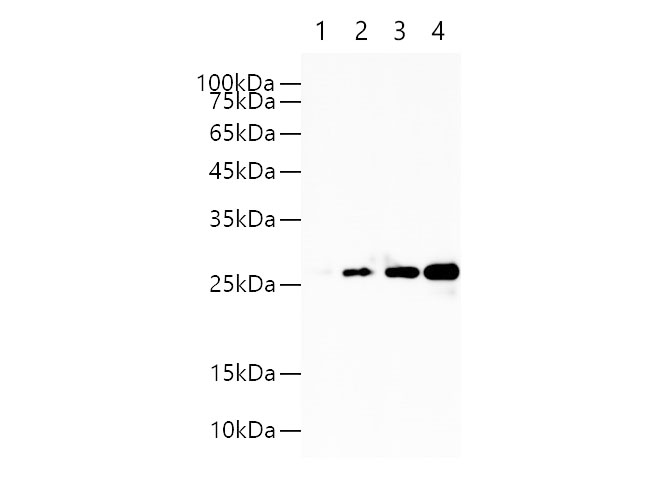 Western blot of four different GST-Tagged fused recombinant proteins with Anti-GST rabbit monoclonal antibody at dilution of 1:1000. Lane 1 : Recombinant GST protein at 6.25ng; Lane 2 : Recombinant GST protein at 12.5ng; Lane 3: Recombinant GST protein at 25ng; Lane 4: Recombinant GST protein at 50ng