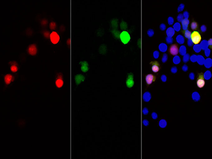 Immunofluorescent analysis of 293F cells transfected with the mCherry, using anti-mCherry monoclonal antibody at dilution of 1:12000.