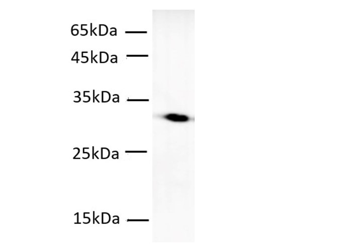 Western blot of mCherry protein with anti-mCherry antibody at dilution of 1:2000.