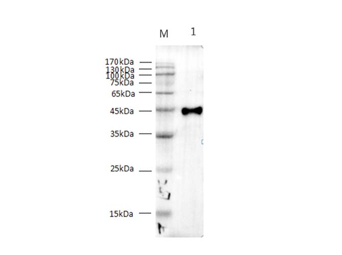 Western Blotting of Strep Ⅱ-Tag fused recombinant protein with Anti-Strep Ⅱ mouse monoclonal antibody at dilution of 1:1000.