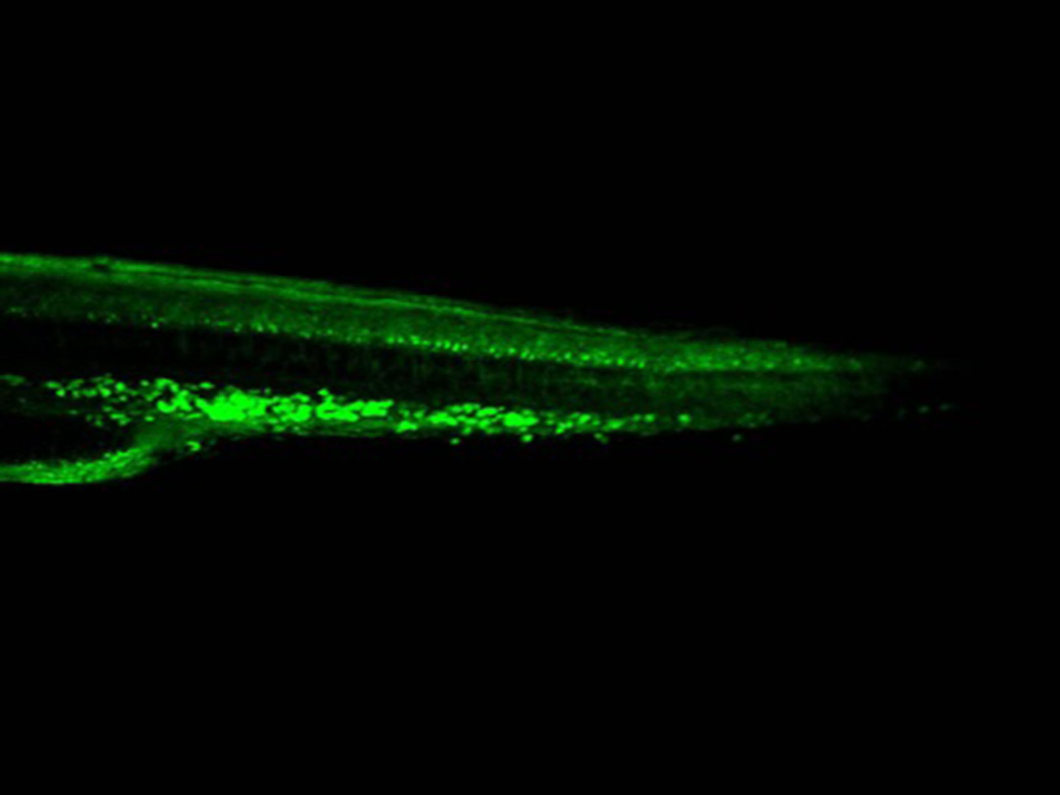 Immunohistochemical analysis of transgenic zebrafish embryo with anti-GFP antibody at dilution of 1:800.