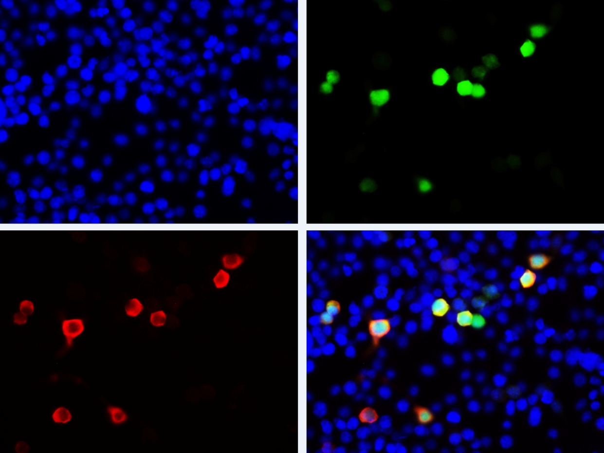 Immunofluorescent analysis of 293F cells transfected with the FLAG-GFP, using anti-GFP-Tag Monoclonal Antibody at dilution of 1:8000.