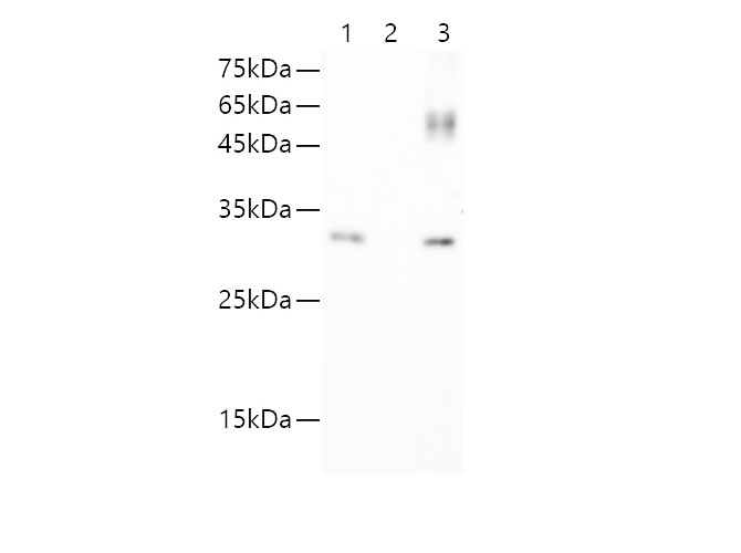 IP Result of 293 cells transfected with GFP-Tag fusion protein,using anti-GFP-Tag mouse monoclonal antibody. Lane 1:input, lane 2: mouse IgG2a Isotype Control, Lane 3: anti-GFP-Tag monoclonal antibody