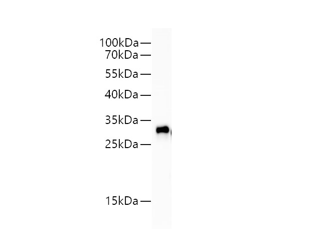 Western blot of eGFP protein with anti-eGFP at dilution of 1:80000.