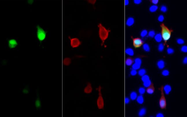 Immunofluorescent analysis of GFP transfected 293 cells with GFP-Tag monoclonal antibody at dilution of 1:500.