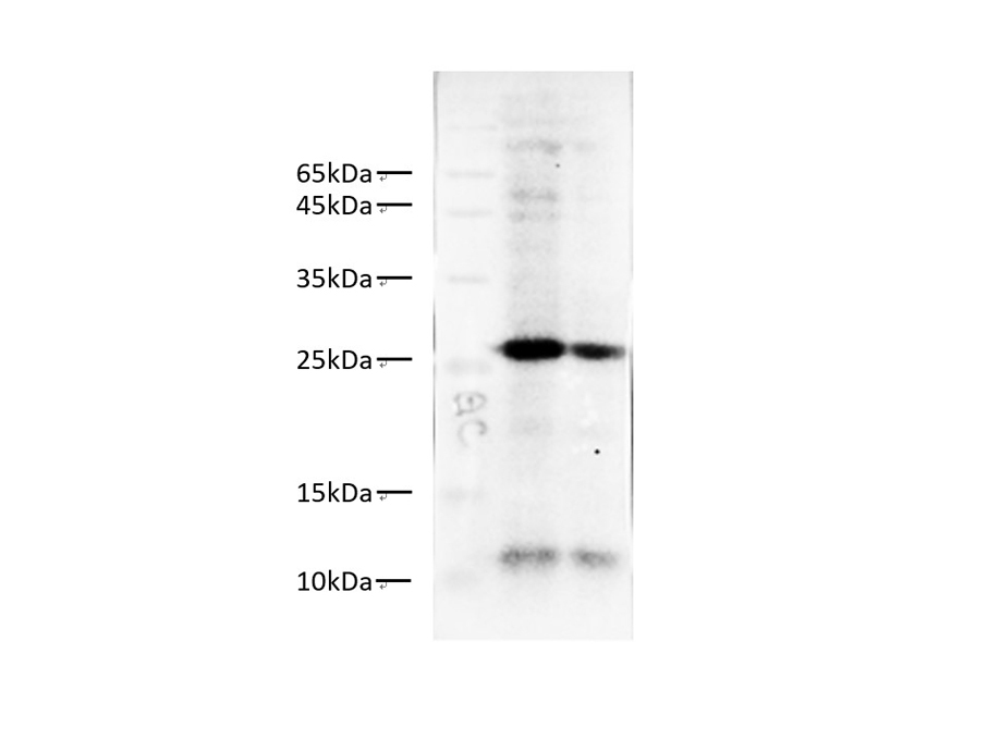 Western blot of GFP transfected Zebrafish with anti-GFP-tag at dilution of 1:1000.
