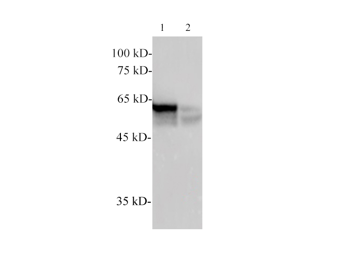 Western Blotting with anti-TUBA monoclonal antibody at dilution of 1:3000.
Lane 1: Scallop Muscle lysates, Lane 2: Zebrafish lysates