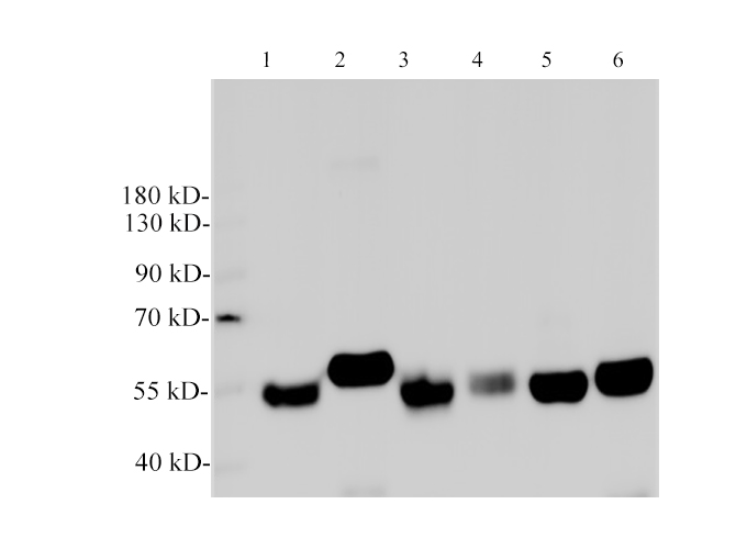 Western Blotting with anti-TUBA monoclonal antibody at dilution of 1:2000.
Lane 1: NIH/3T3 cell lysates, Lane 2:Raw264.7 cell lysates, Lane 3: Mouse heart lysates, Lane 4: Mouse spleen lysates, Lane 5: Mouse brain lysates, Lane 6:Mouse kidney lysates